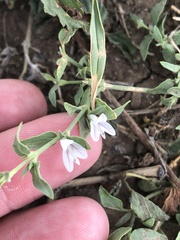 Carlowrightia texana