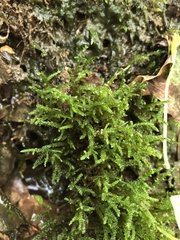 Hygroamblystegium