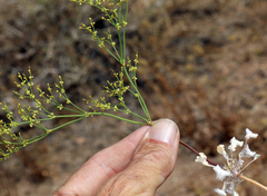 Eriogonum brachyanthum