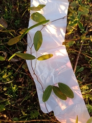 Camptosema rubicundum