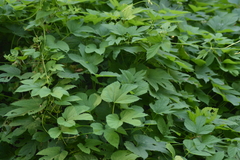 Humulus lupulus lupulus