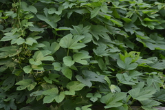 Humulus lupulus lupulus