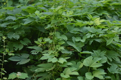 Humulus lupulus lupulus