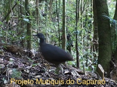 Crypturellus obsoletus