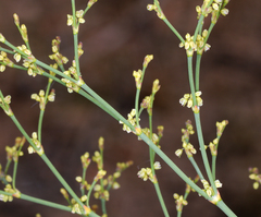 Eriogonum brachyanthum