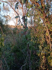 Camptosema rubicundum