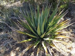 Agave utahensis kaibabensis