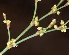 Eriogonum brachyanthum