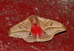 Austrolippa convergens