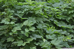 Humulus lupulus lupulus