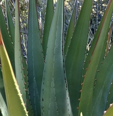 Agave utahensis kaibabensis