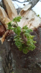 Bursera glabrifolia