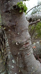 Bursera glabrifolia