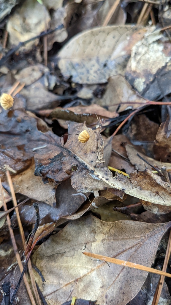 Cryptomarasmius aucubae · June 2022 · photo: © atsushi_nakajima_cirque (iNaturalist, cc-by)
