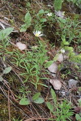 Erigeron hyssopifolius