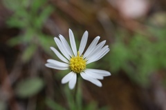 Erigeron hyssopifolius