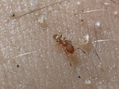 Pheidole flavens