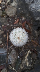 Mammillaria albilanata
