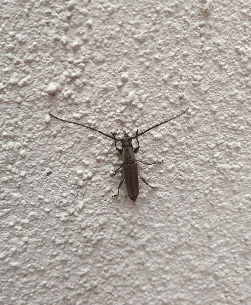 Neocompsa puncticollis