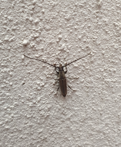 Neocompsa puncticollis