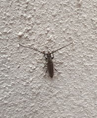 Neocompsa puncticollis