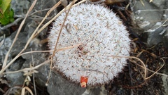 Mammillaria albilanata