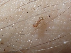 Pheidole flavens