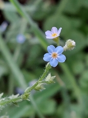 Myosotis secunda