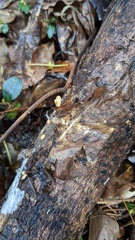 Cryptomarasmius aucubae