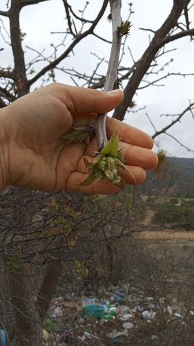 Bursera esparzae Rzed., Calderón & Medina 3
