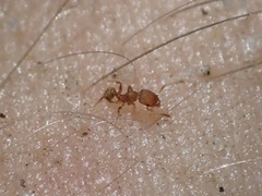 Pheidole flavens