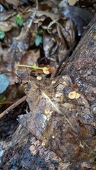 Cryptomarasmius aucubae