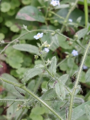 Myosotis secunda