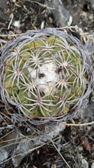 Coryphantha retusa