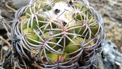 Coryphantha retusa