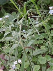 Myosotis secunda
