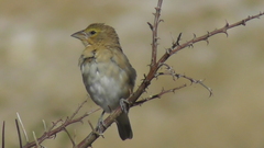 Ploceus velatus