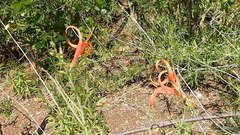 Anisacanthus linearis