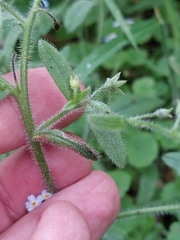 Myosotis secunda