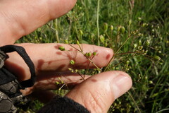 Trinia multicaulis