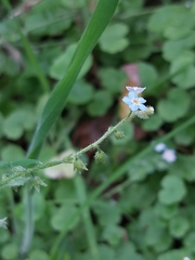 Myosotis secunda