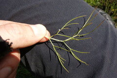 Trinia multicaulis
