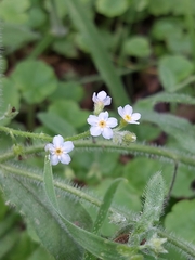 Myosotis secunda