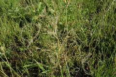 Trinia multicaulis