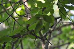 Maclura pomifera