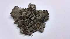 Dermatocarpon intestiniforme