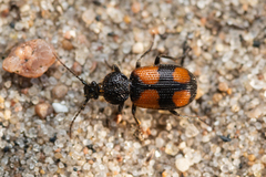 Panagaeus bipustulatus