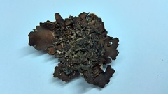 Dermatocarpon intestiniforme