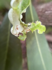 Exobasidium rhododendri