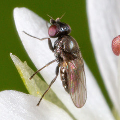 Oscinellinae